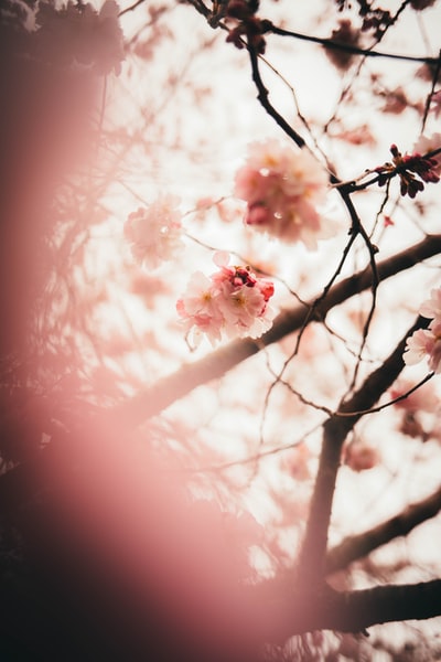 粉红色的樱花盛开在白天
